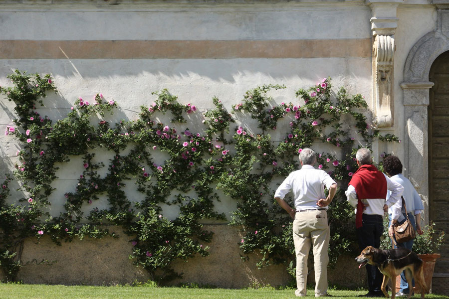 Rose di maggio - Villa Della Porta Bozzolo - Casalzuigno (VA)