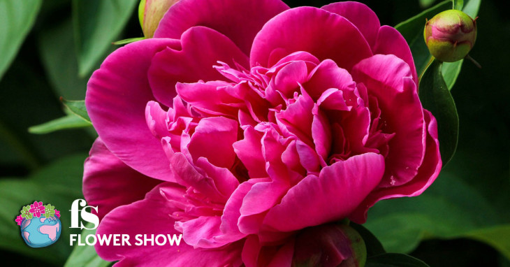 Primavera Flower Show 2017