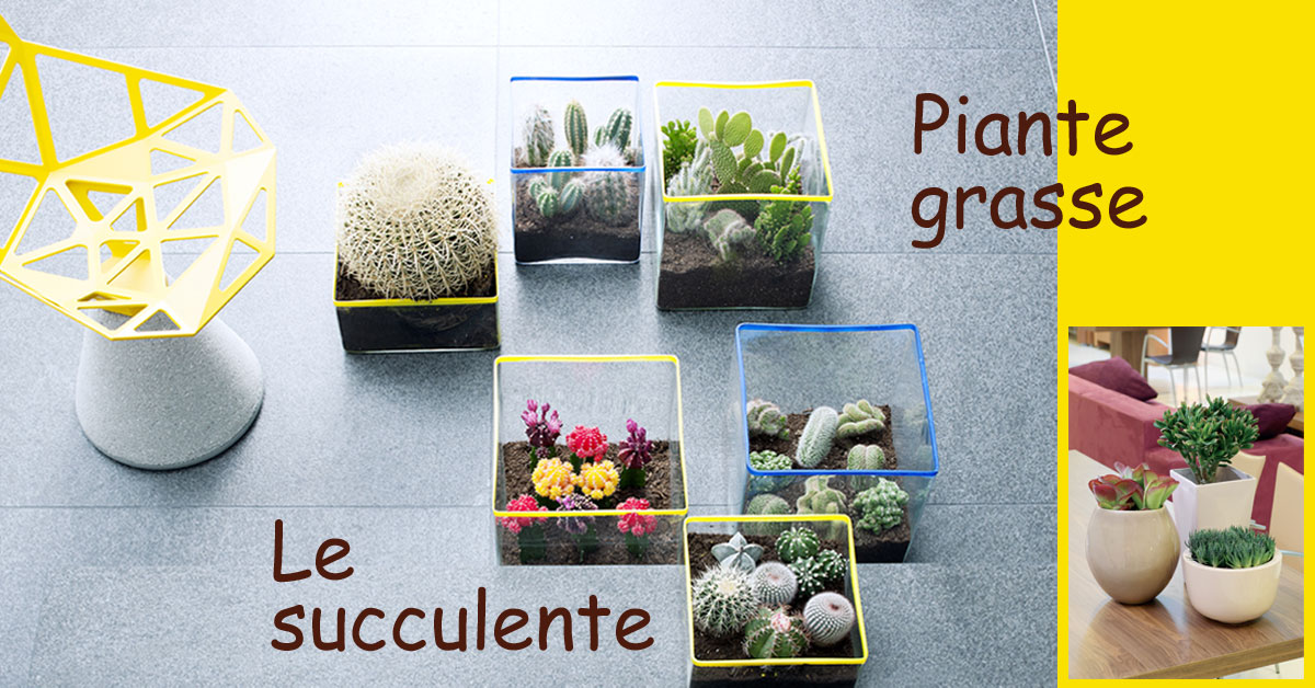 Piante succulente o piante grasse