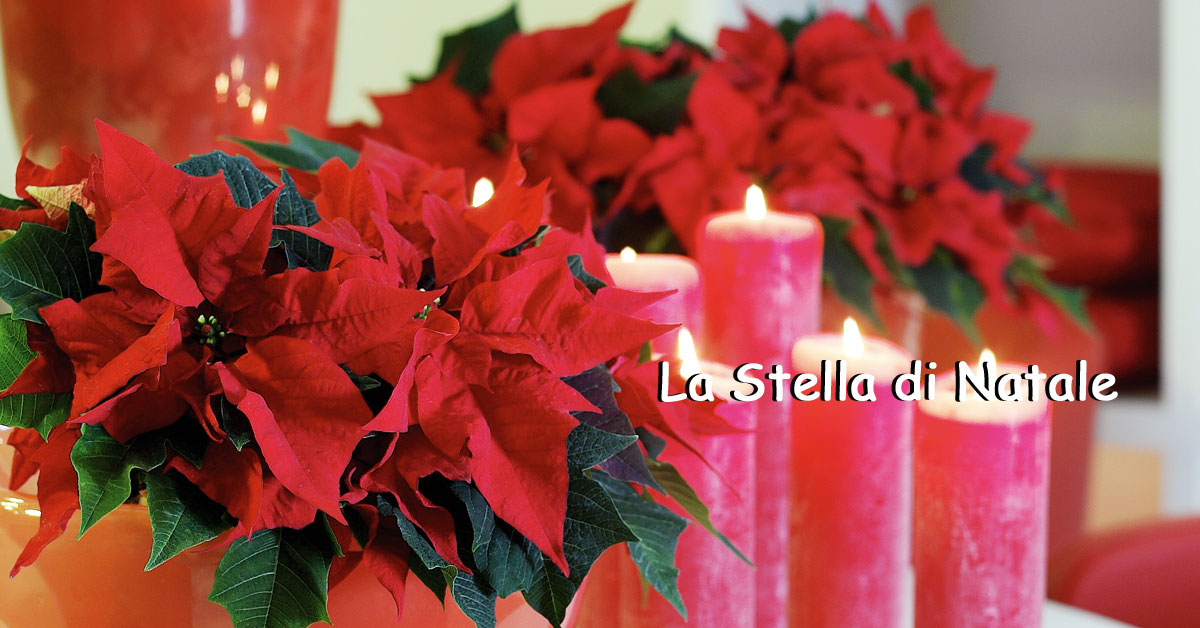 Stella Di Natale Ha Perso Tutte Le Foglie.Euphorbia Pulcherrima La Stella Di Natale O Poinsettia