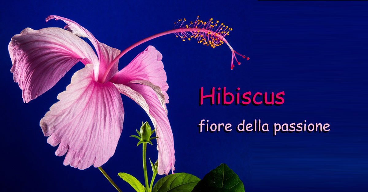 Hibiscus il fiore simbolo della passione