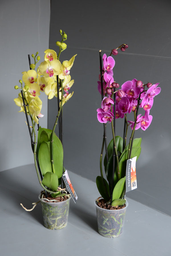 Phalaenopsis orchidea più gradita in ogni occasione
