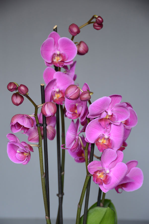 Phalaenopsis orchidea più gradita in ogni occasione